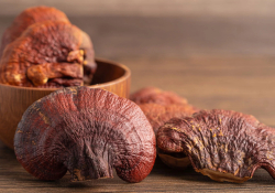 Reishi nootropic mushroom
