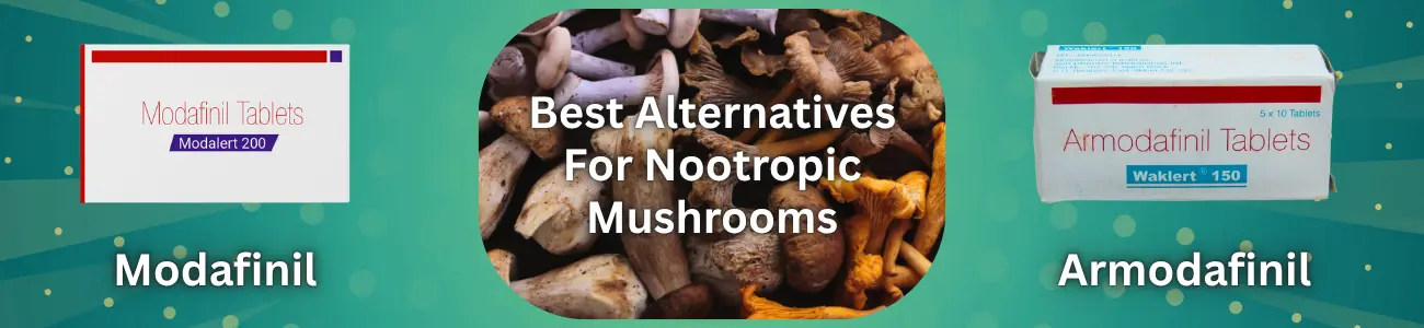 Best Alternatives For Nootropic Mushrooms