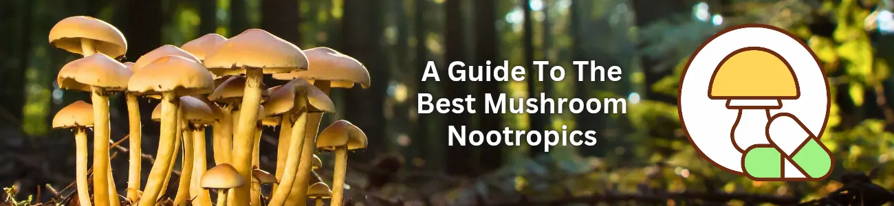 A Guide To The Best Mushroom Nootropics