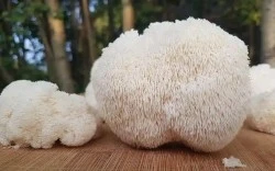 Lion's Mane Mushroom
