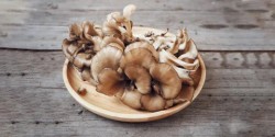 Maitake