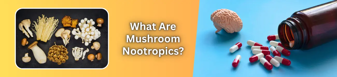 What Are Mushroom Nootropics?